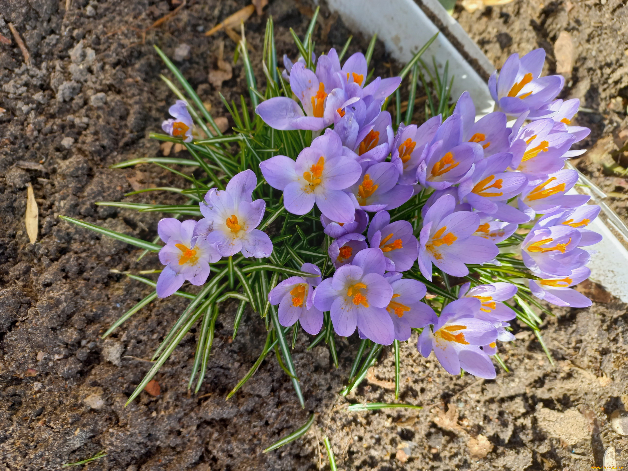 цветы, крокусы, весна, первоцветы