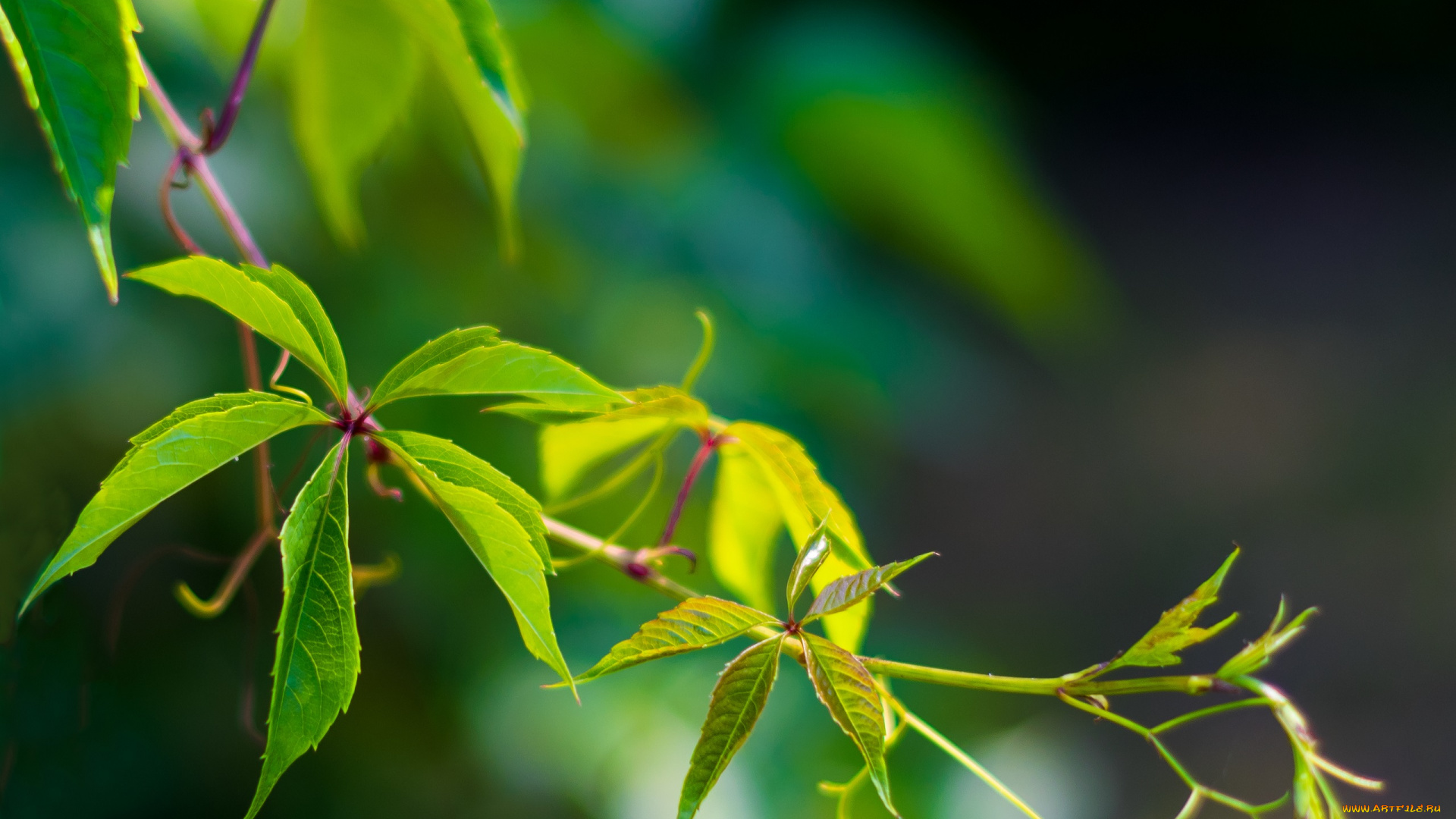 природа, листья