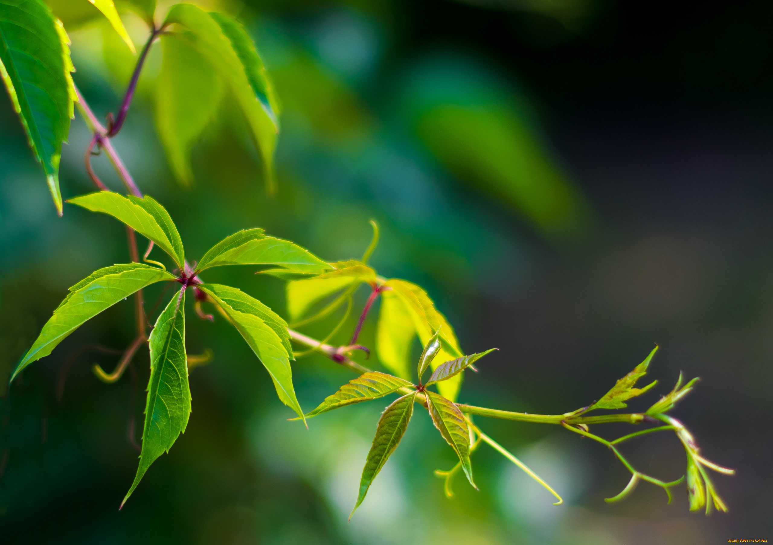 природа, листья