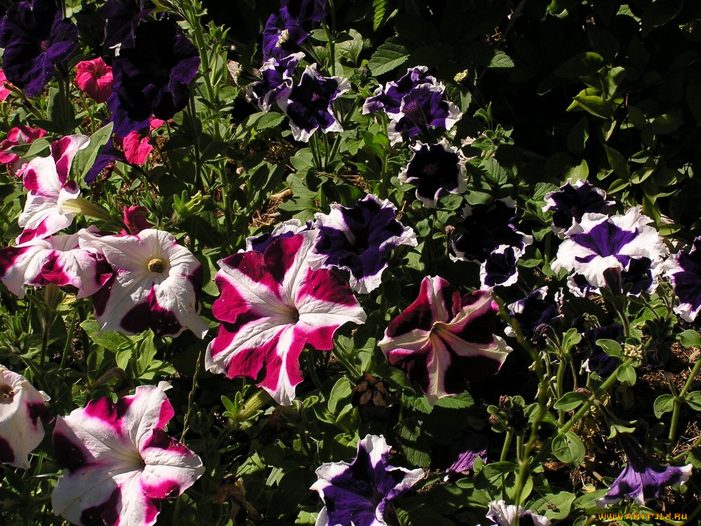 цветы, петунии, калибрахоа