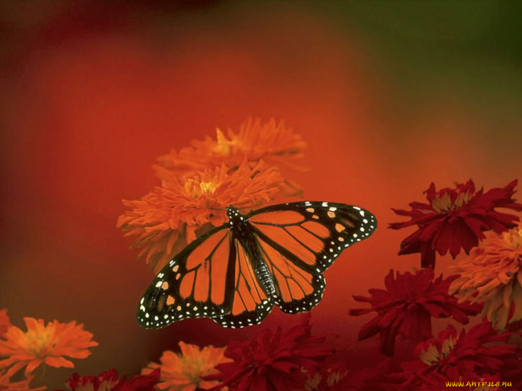 животные, бабочки