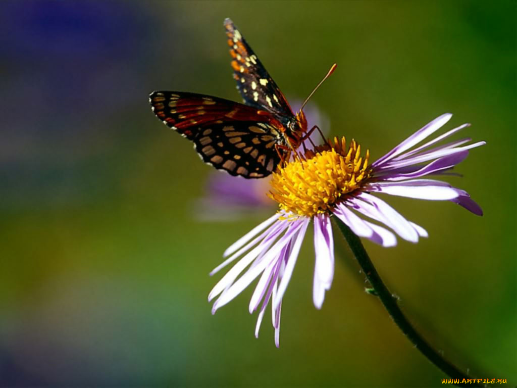 животные, бабочки