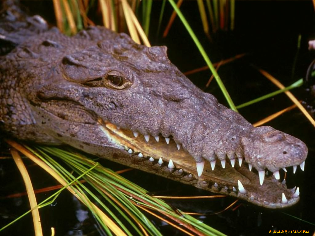животные, крокодилы