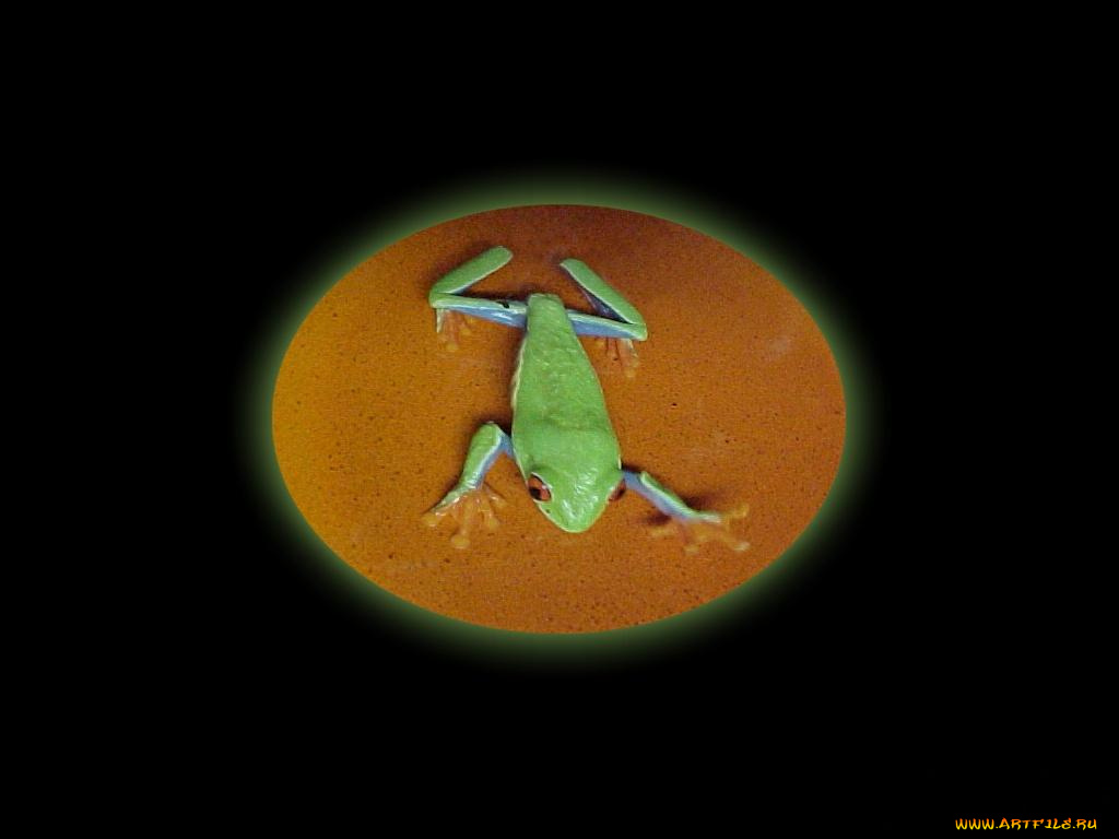 животные, лягушки