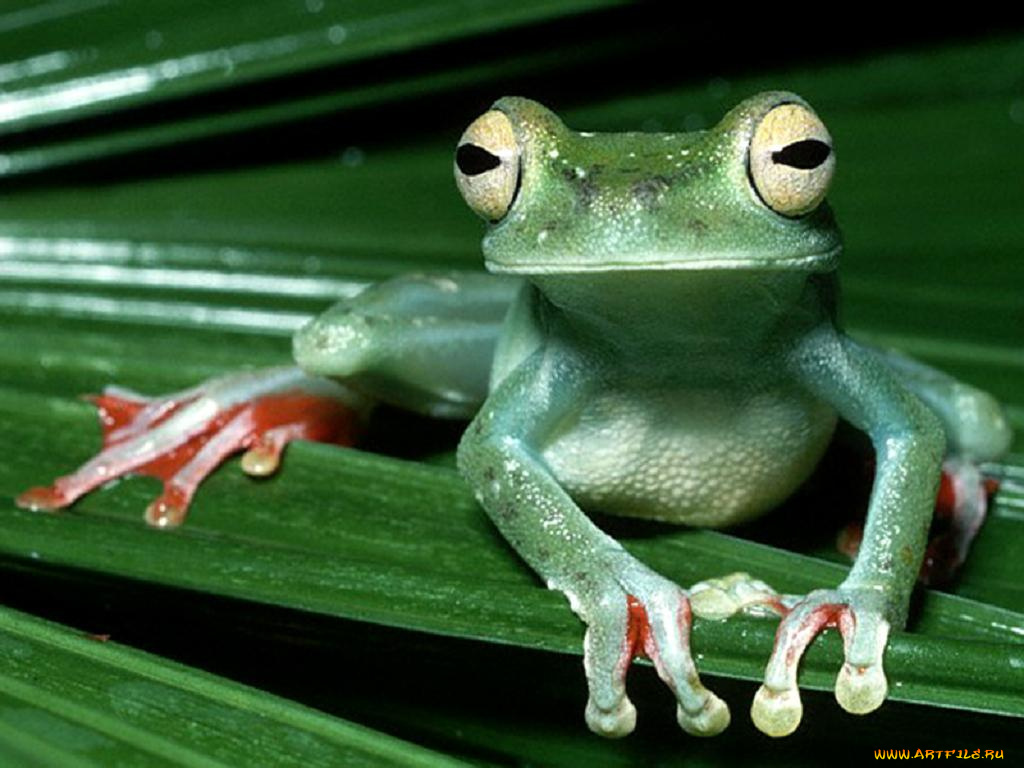 животные, лягушки