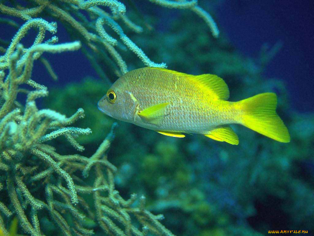 животные, рыбы