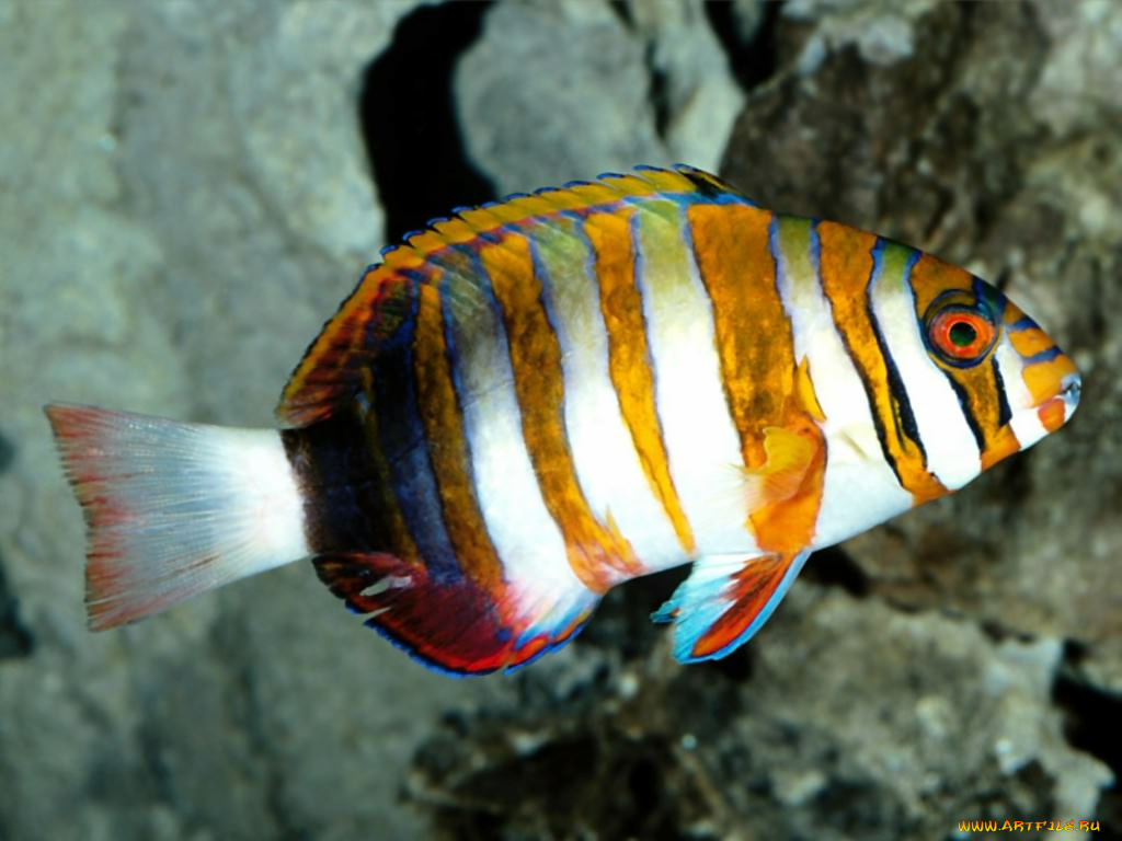 животные, рыбы