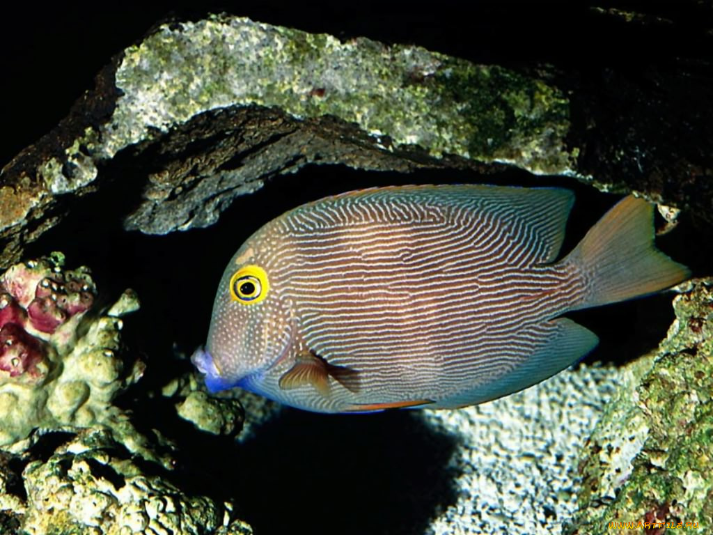 животные, рыбы