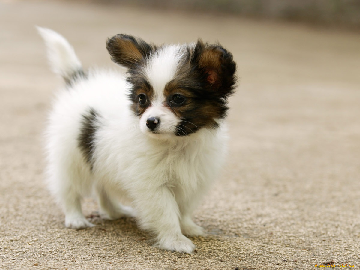 животные, собаки