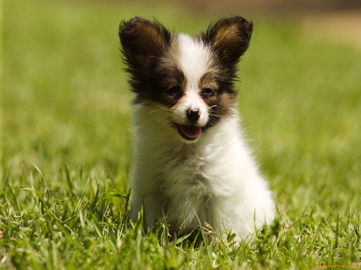 животные, собаки