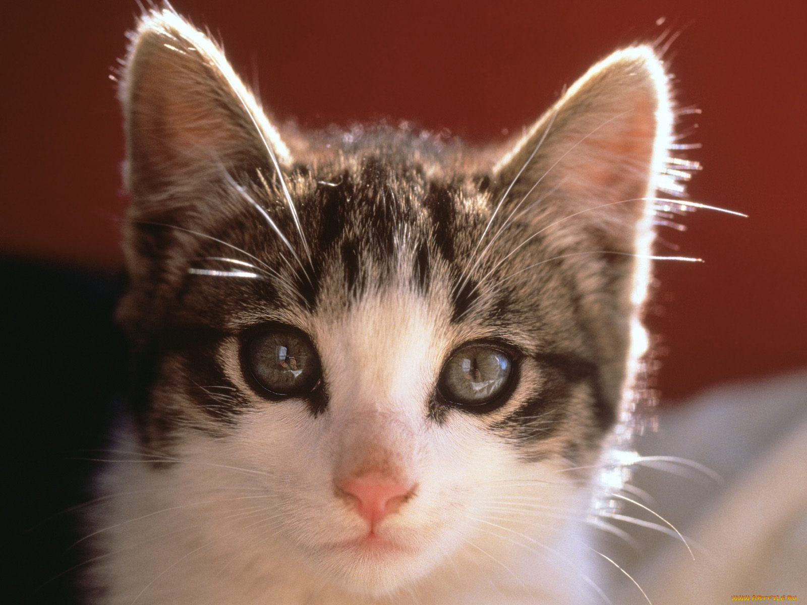 pretty, kitty, животные, коты