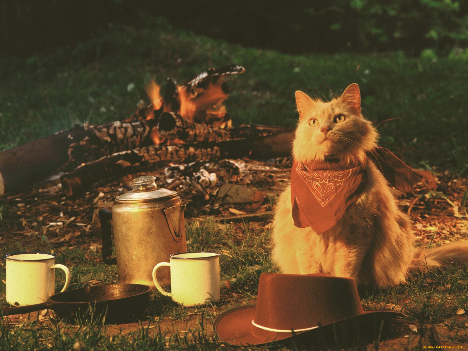 roughing, it, domestic, long, hair, buff, животные, коты