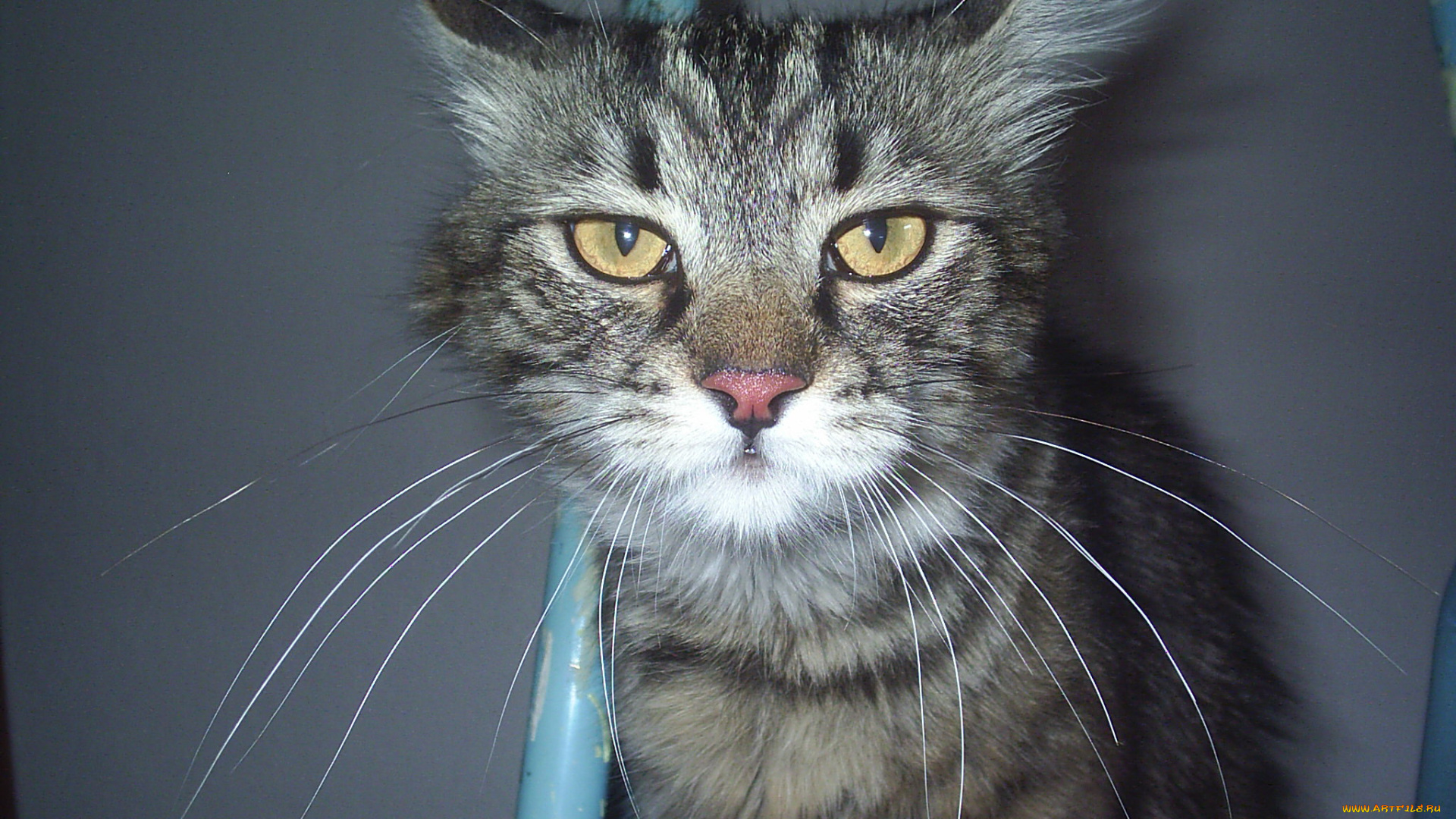 мой, висконт, животные, коты