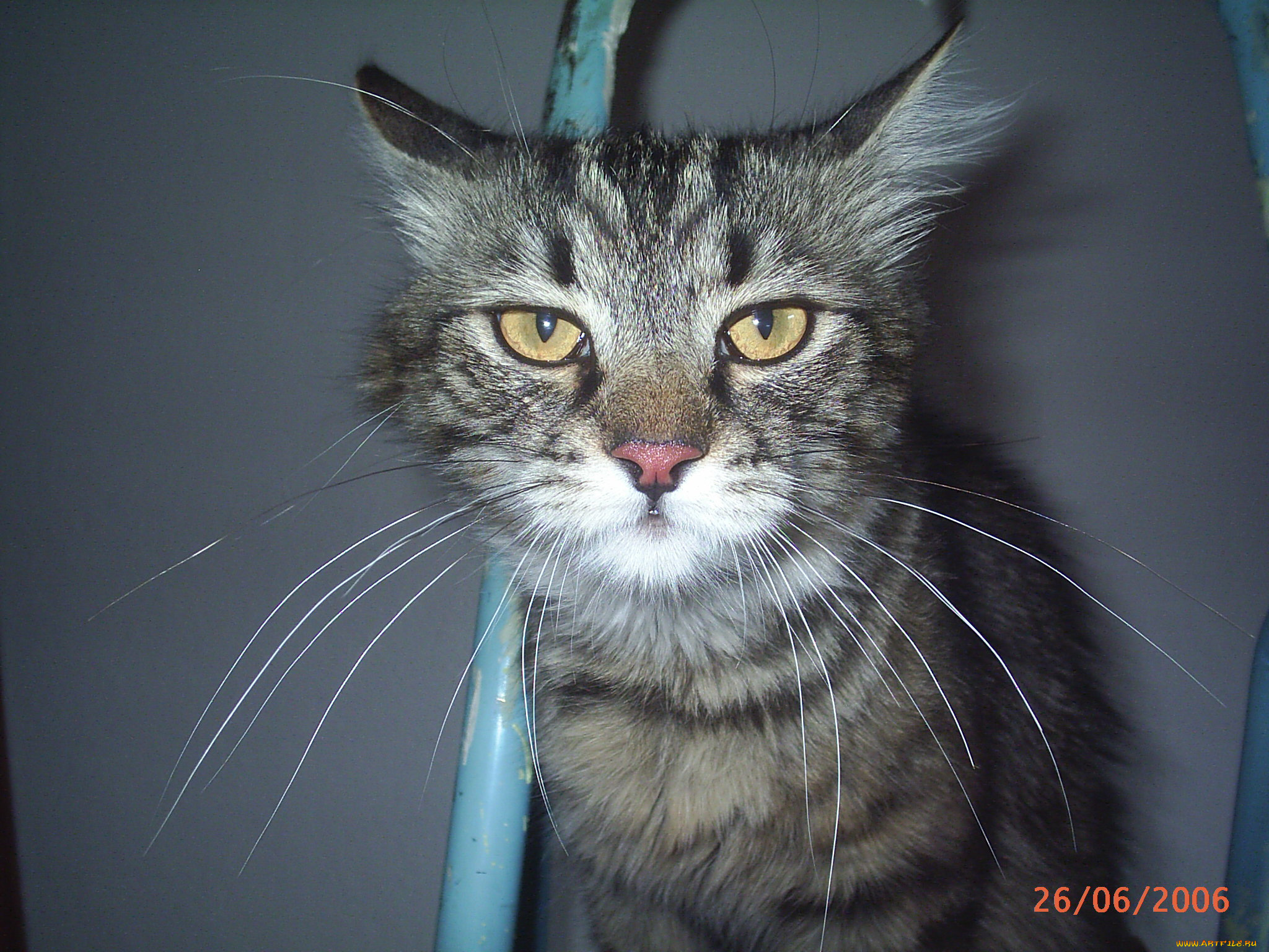 мой, висконт, животные, коты