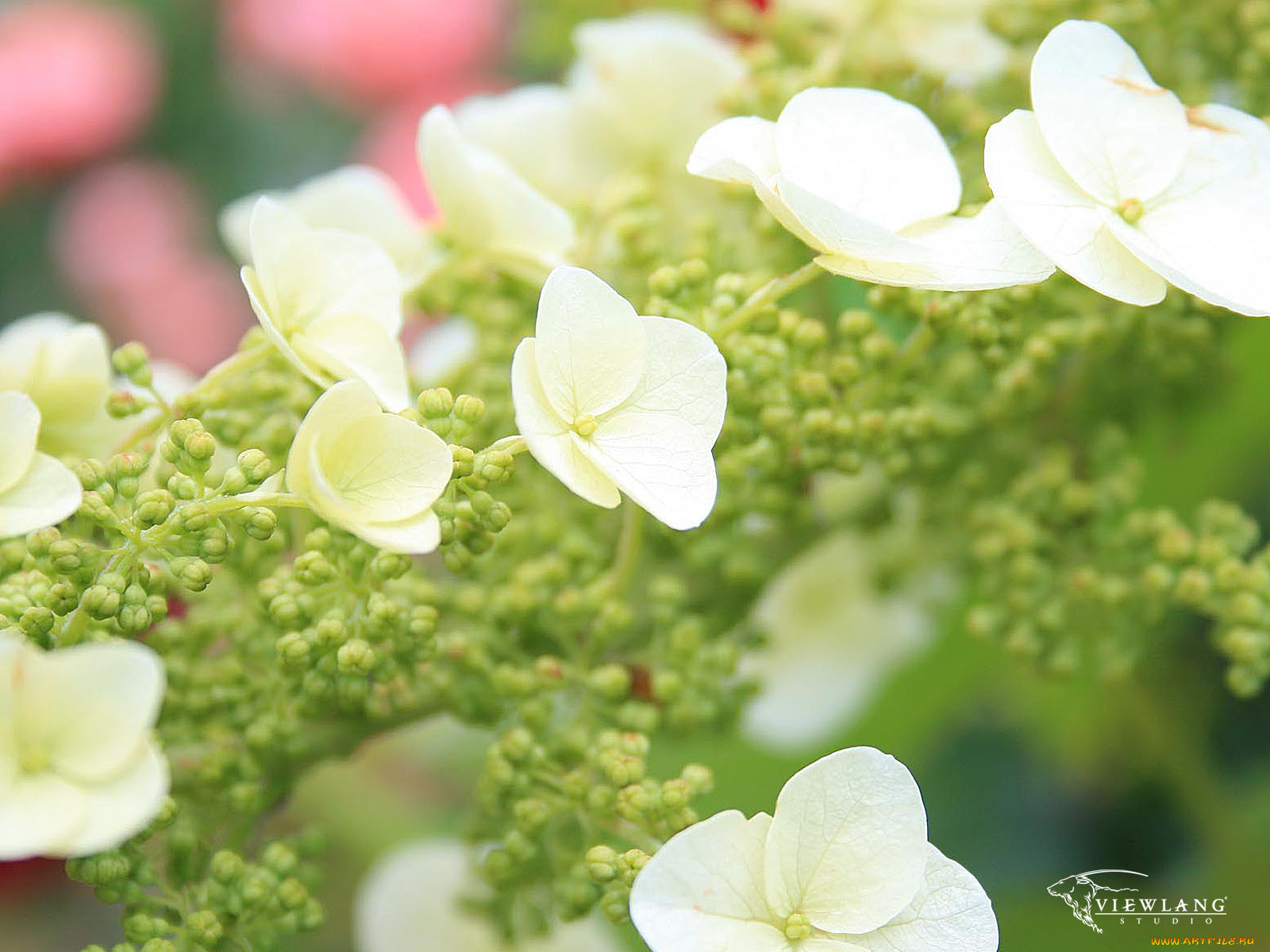 цветы, гортензия