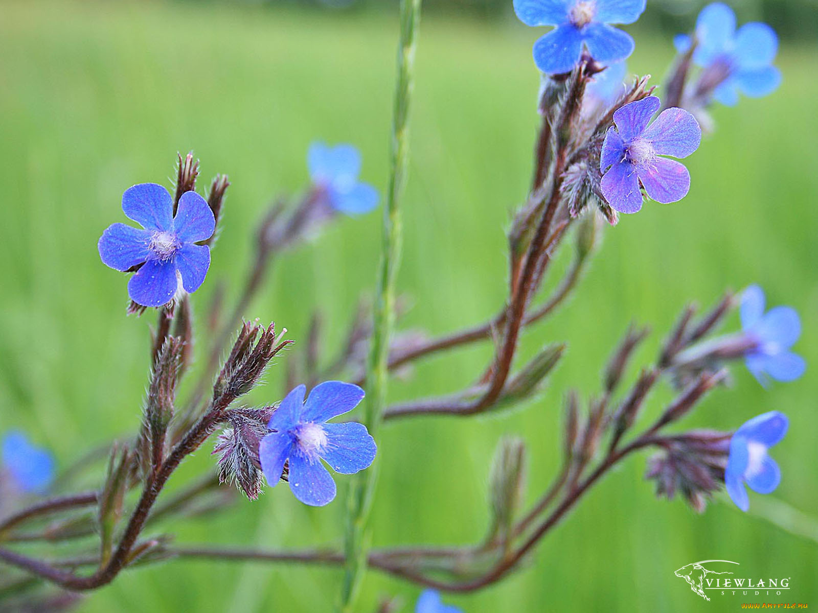цветы, немофилы, вероники