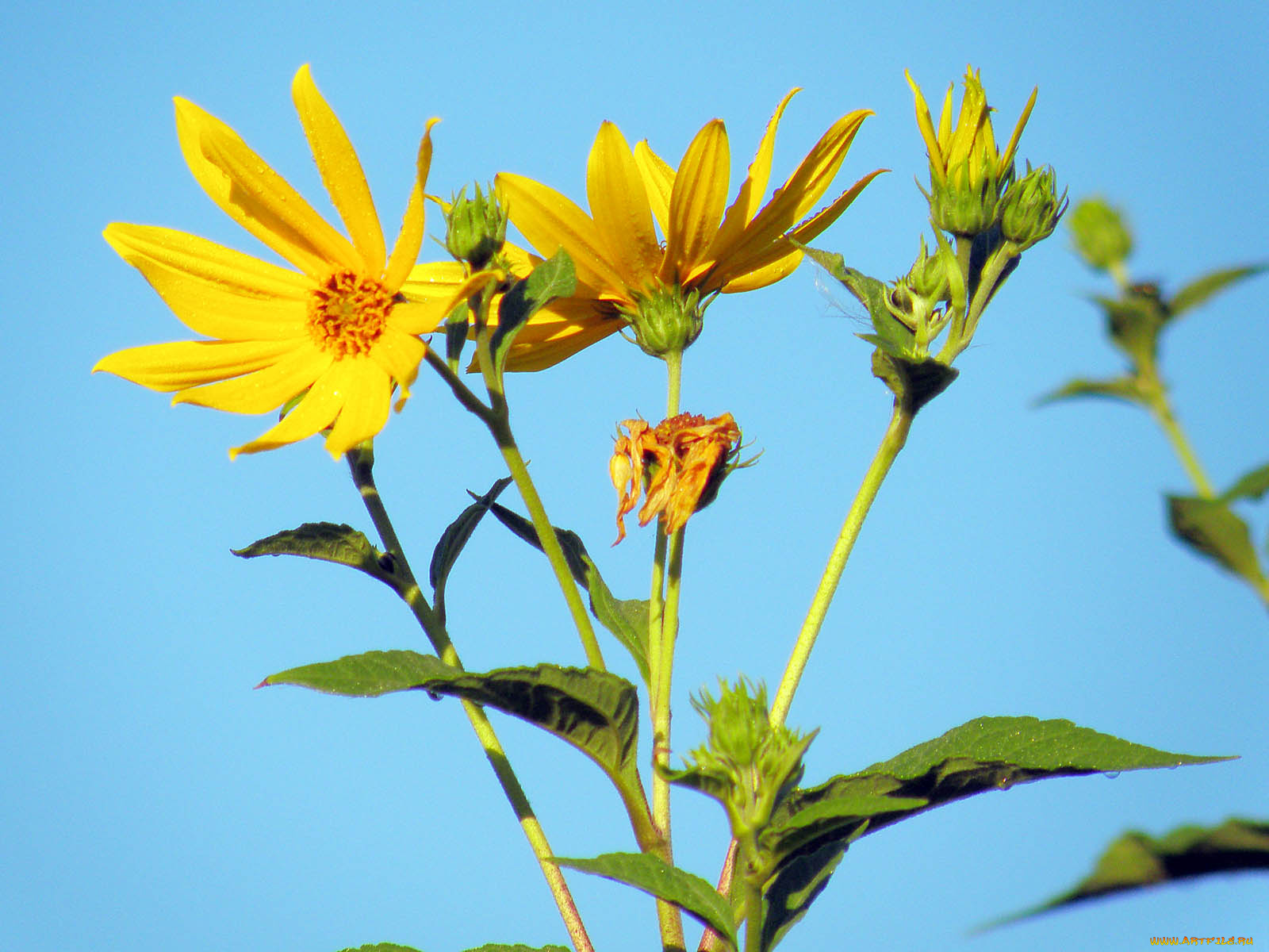 цветы, рудбекия