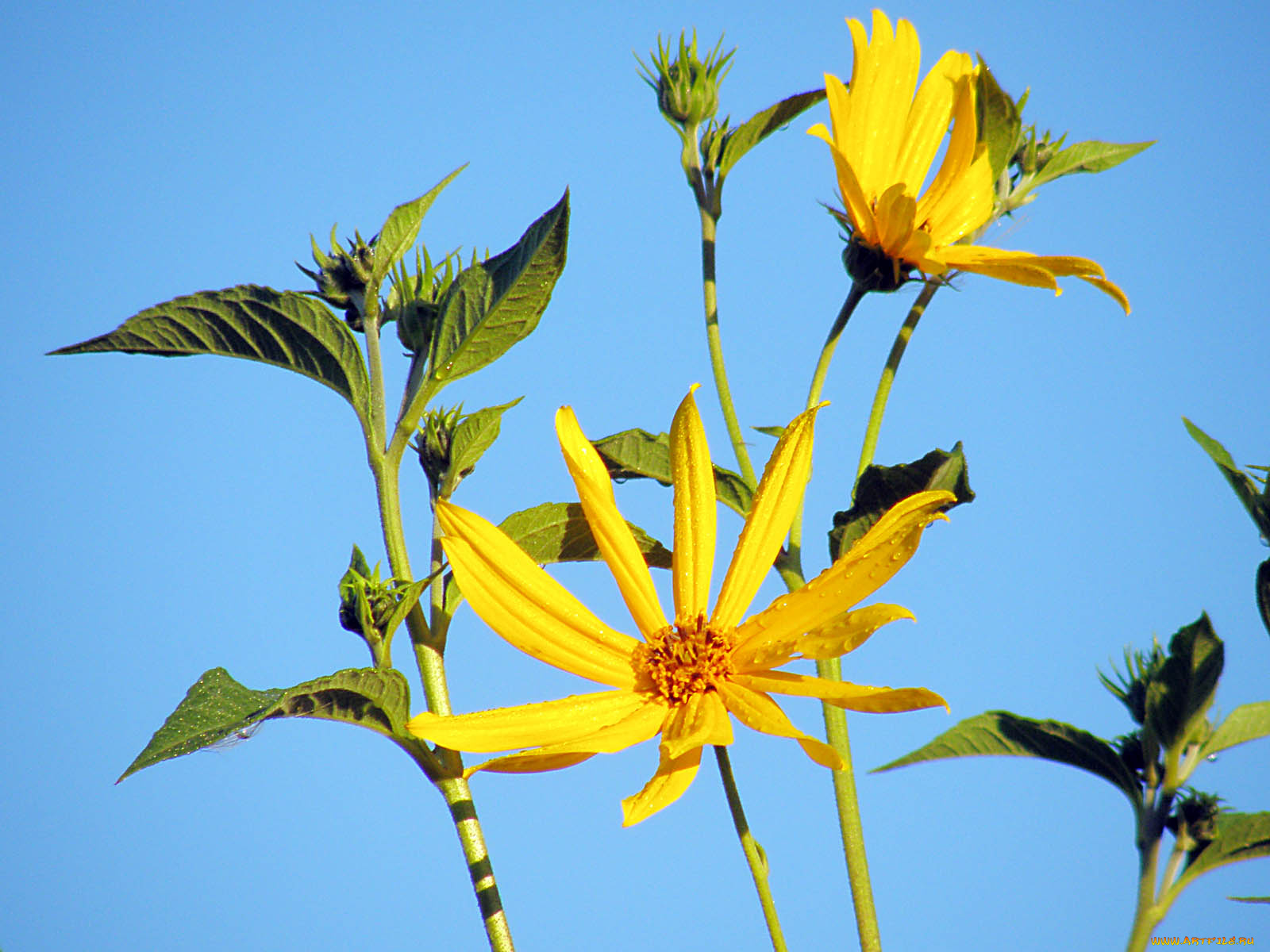 цветы, рудбекия