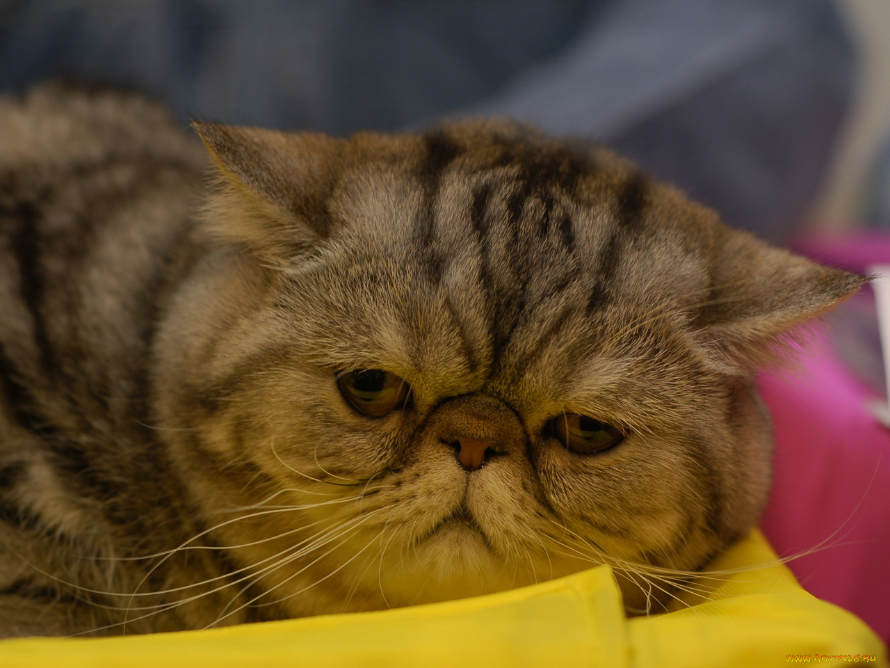 кот, выставки, 12, животные, коты