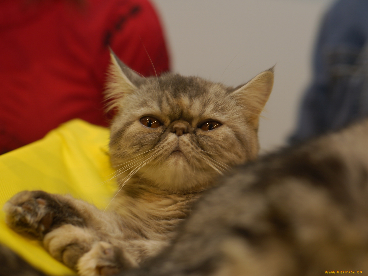 кот, выставки, 13, животные, коты