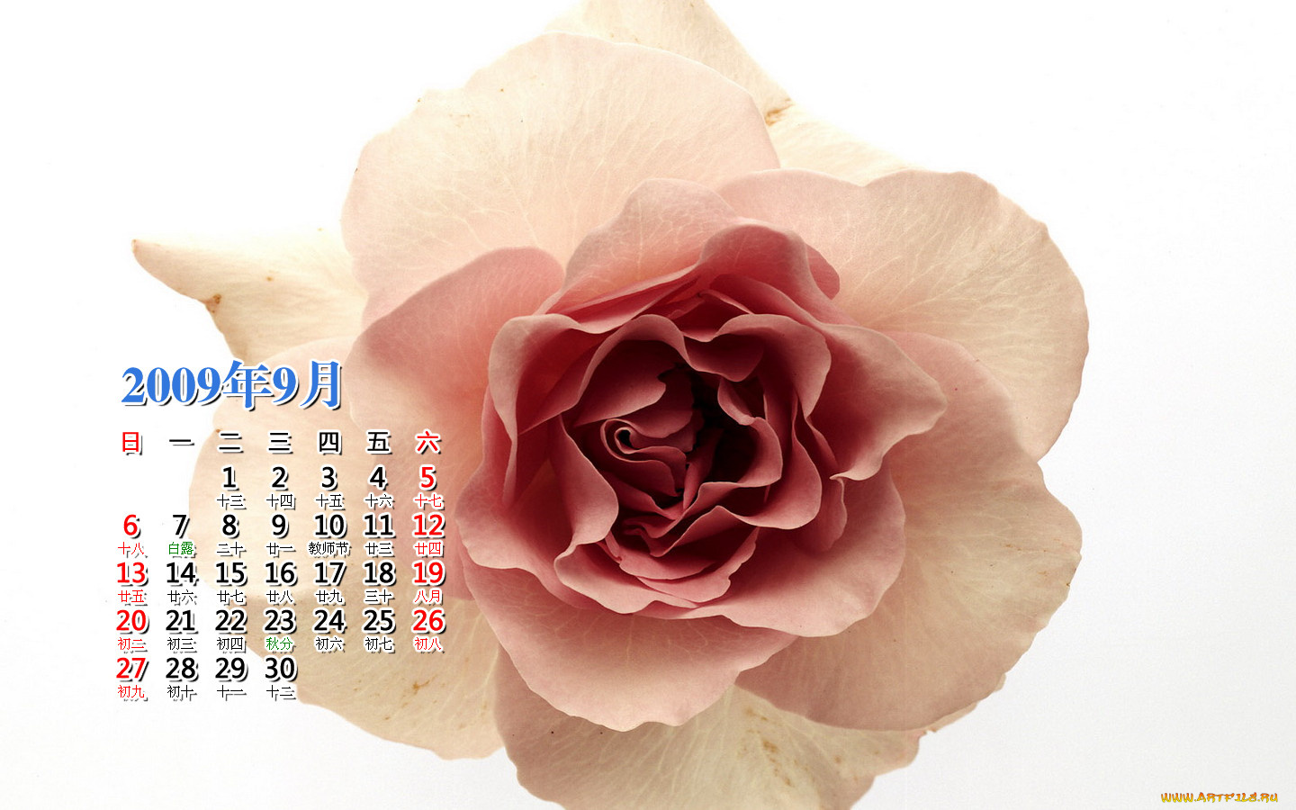 календари, цветы