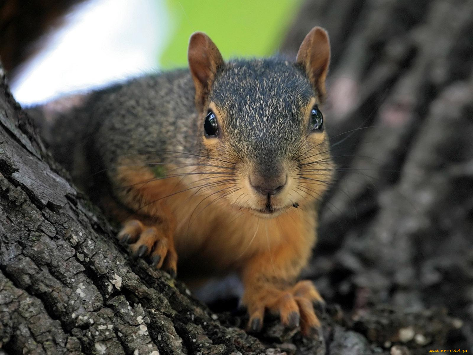 животные, белки