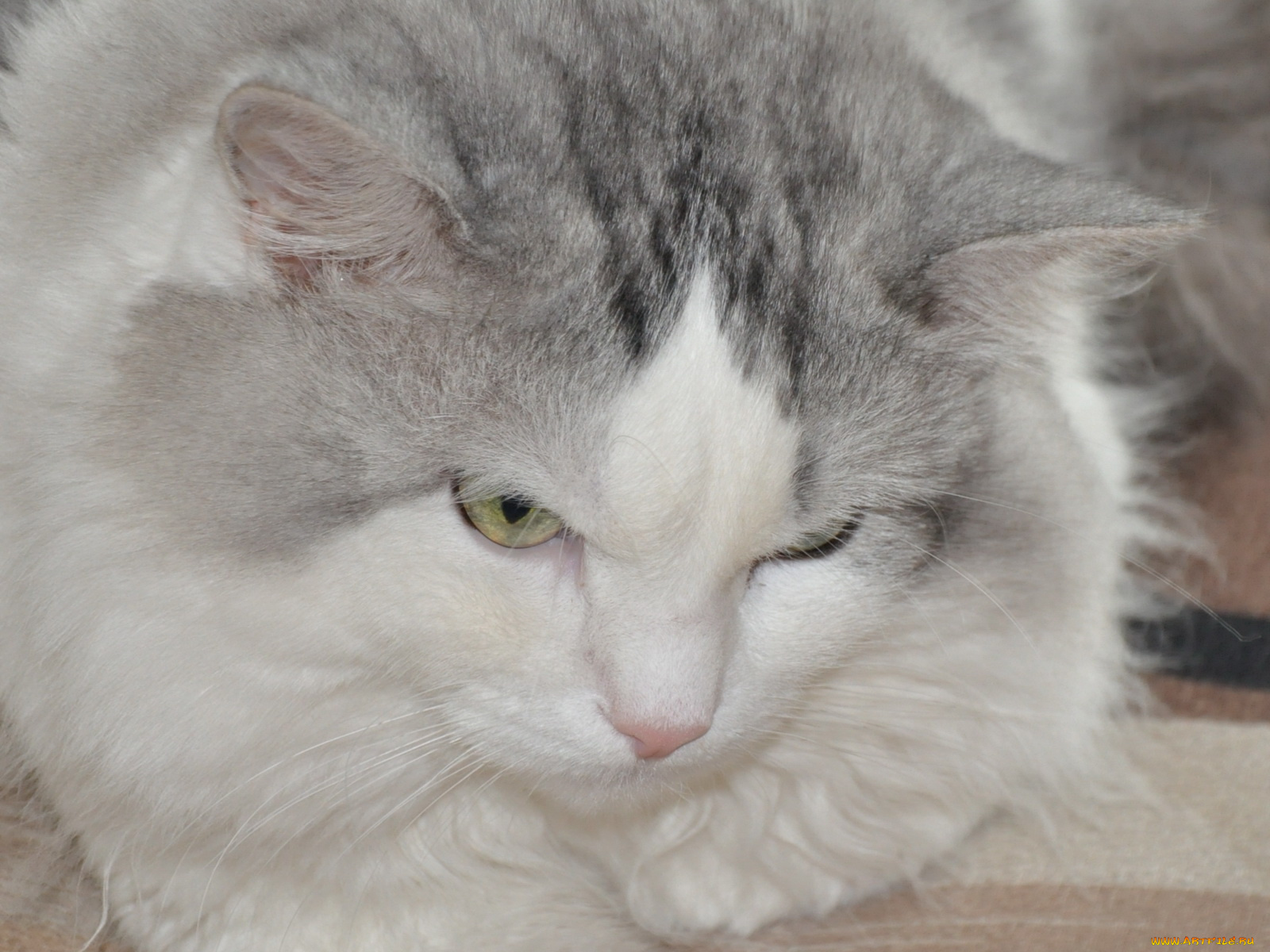 животные, коты