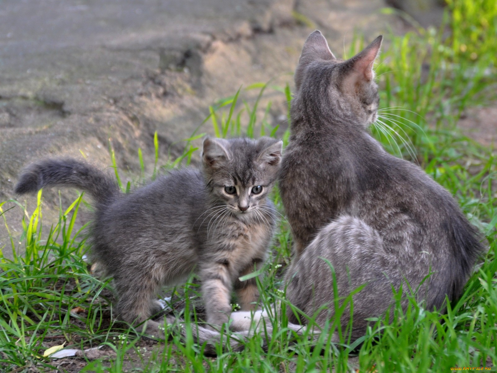 животные, коты