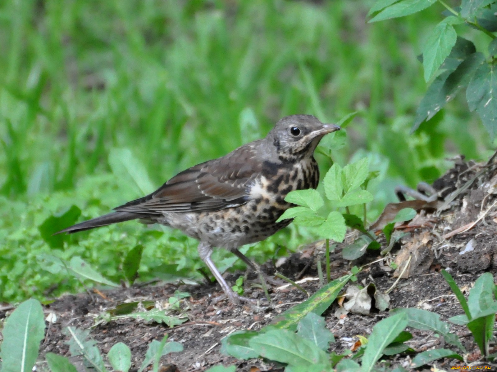 животные, птицы