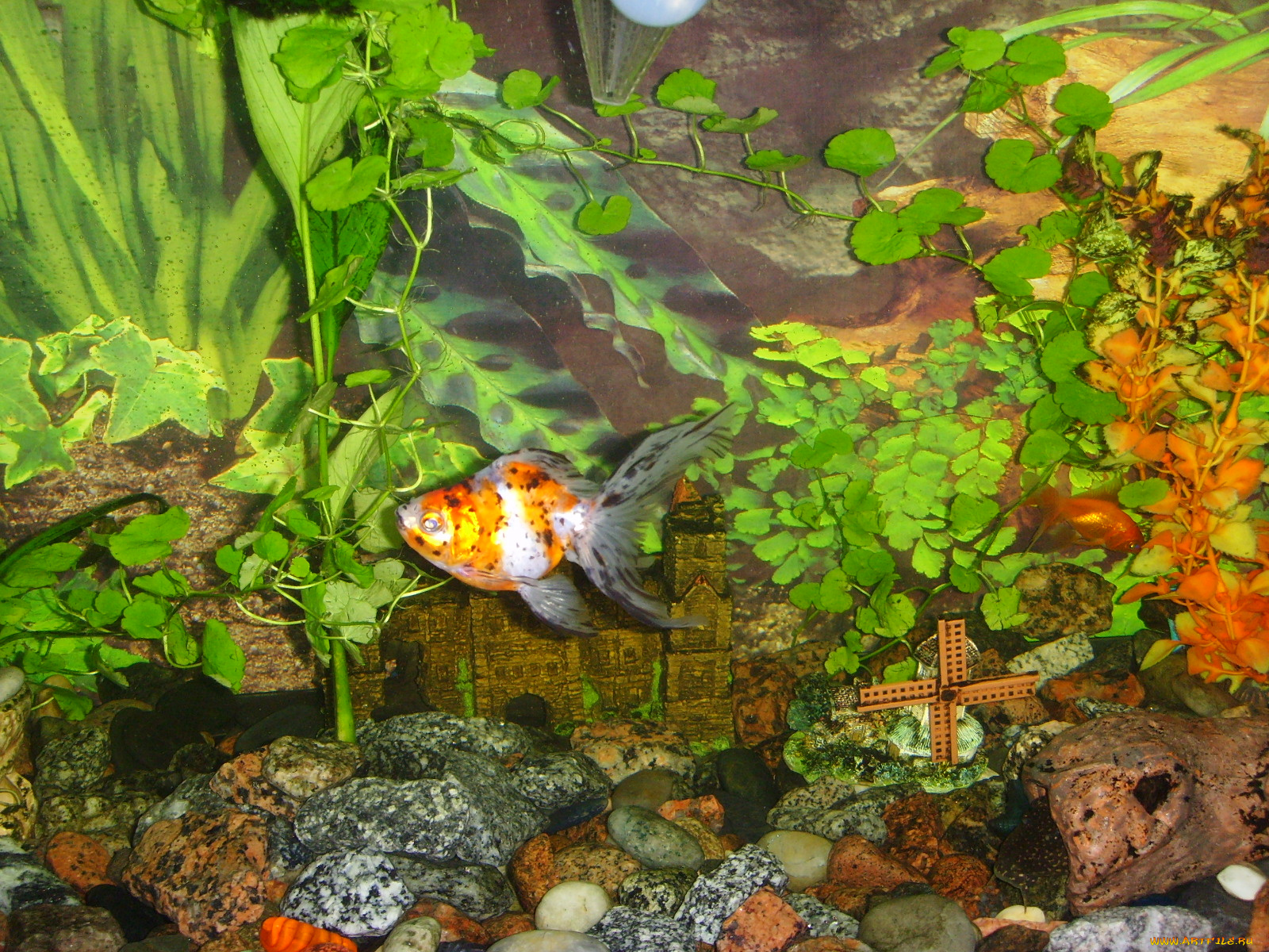 животные, рыбы