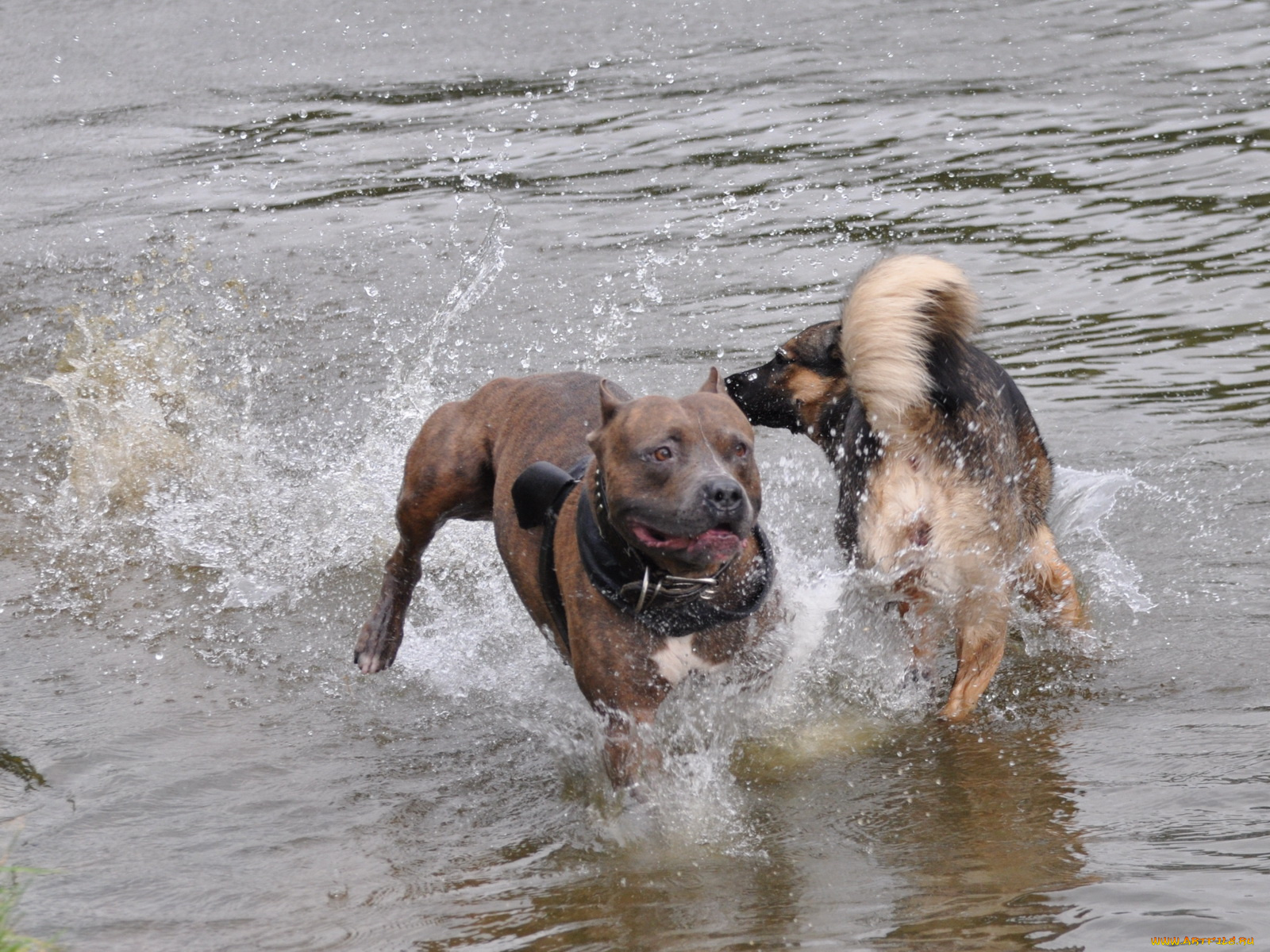 животные, собаки