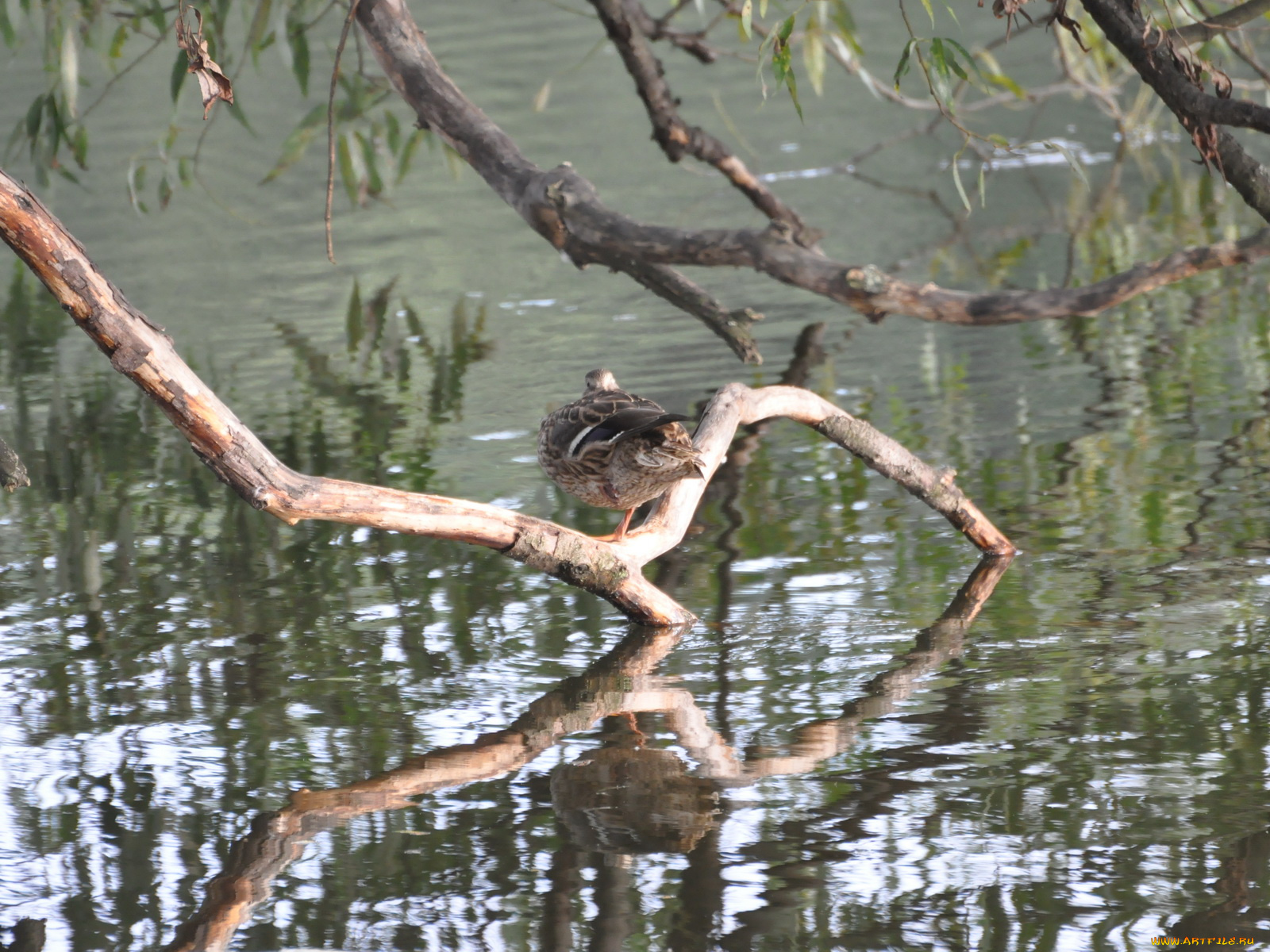 животные, утки