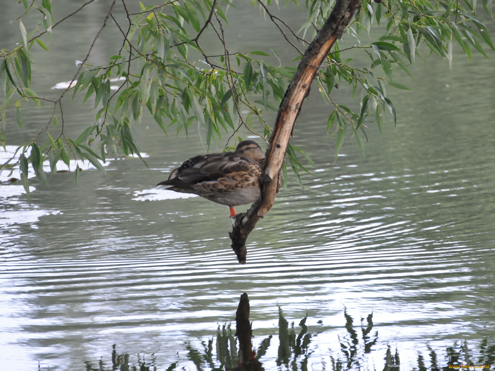 животные, утки