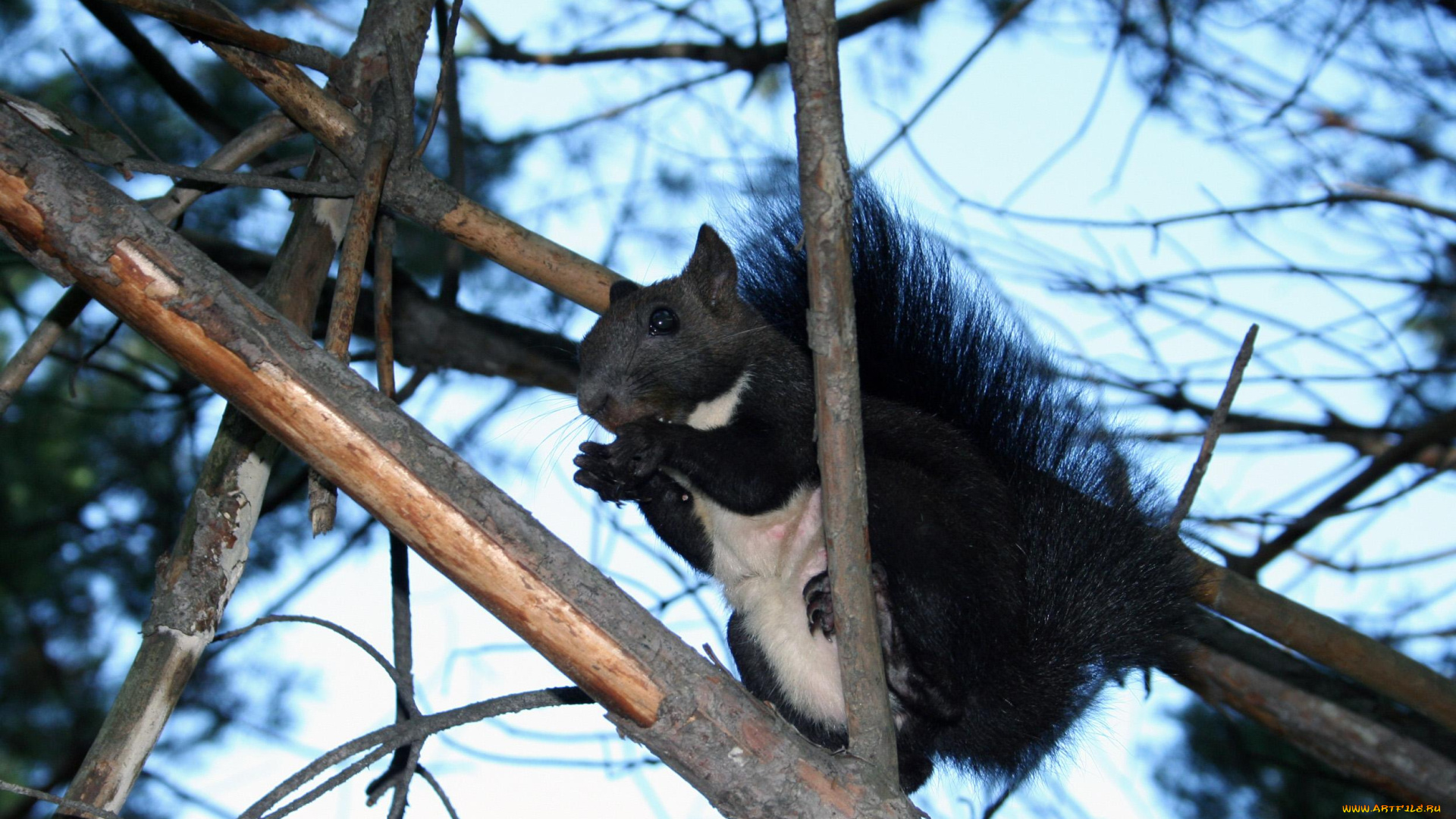 шмаковская, белка, животные, белки