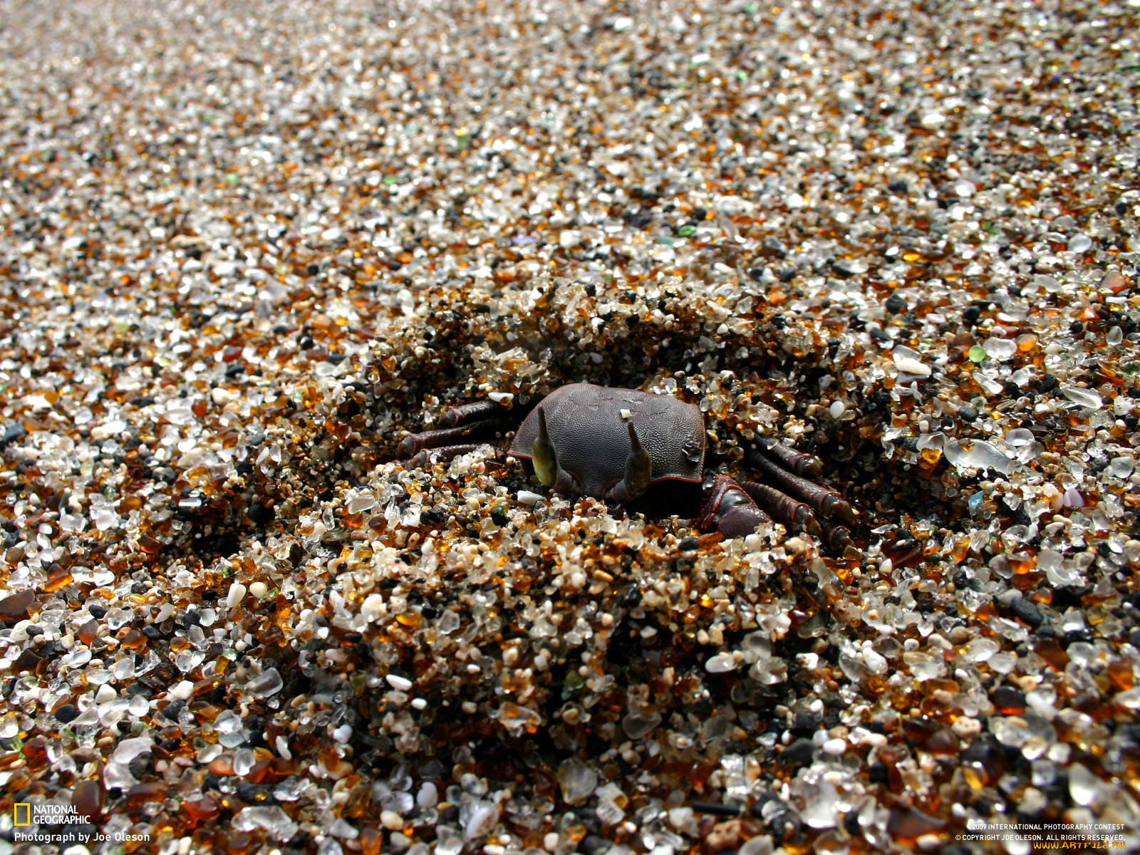 животные, морская, фауна