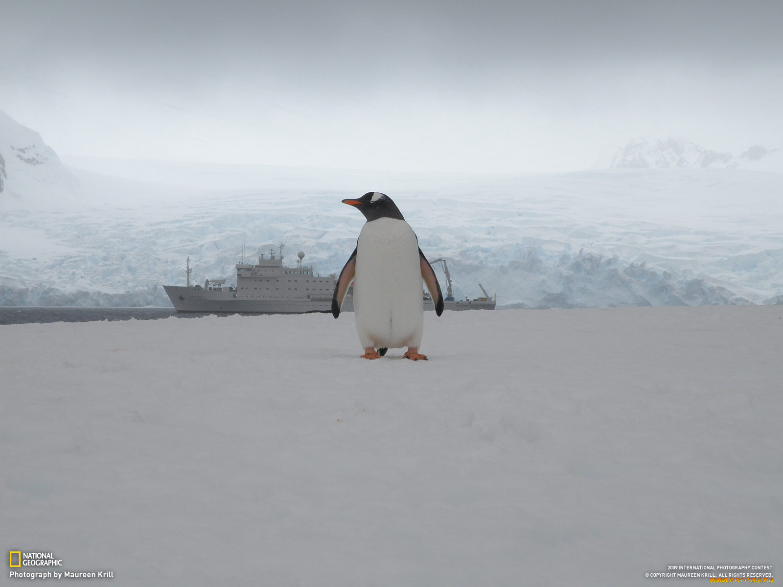 животные, пингвины