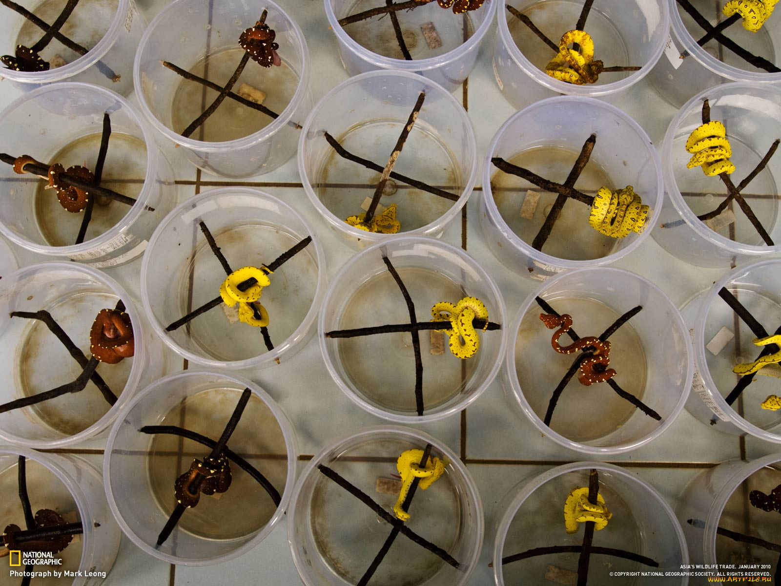 животные, змеи, питоны, кобры