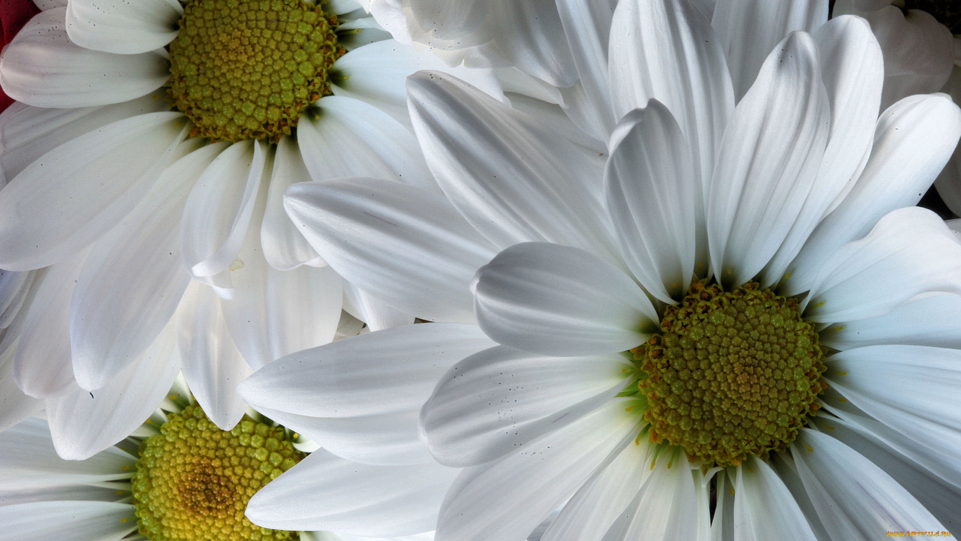 цветы, хризантемы