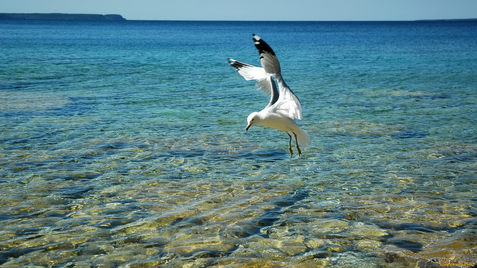 животные, Чайки, бакланы, крачки