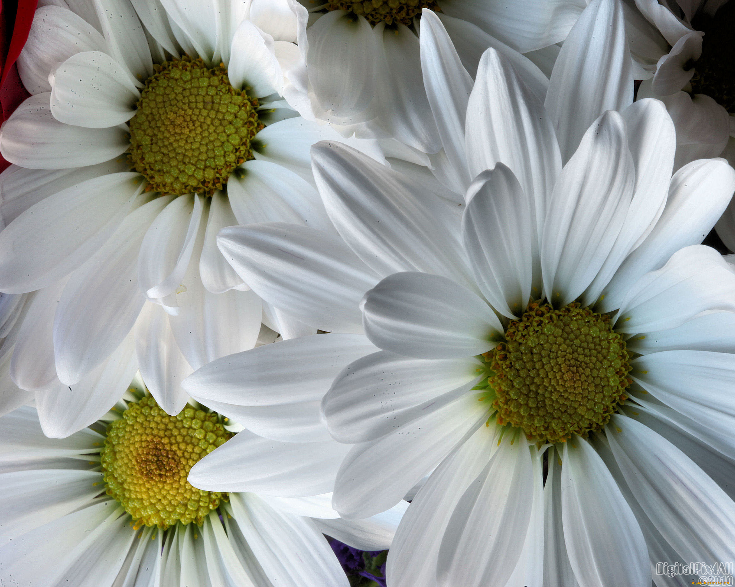 цветы, хризантемы