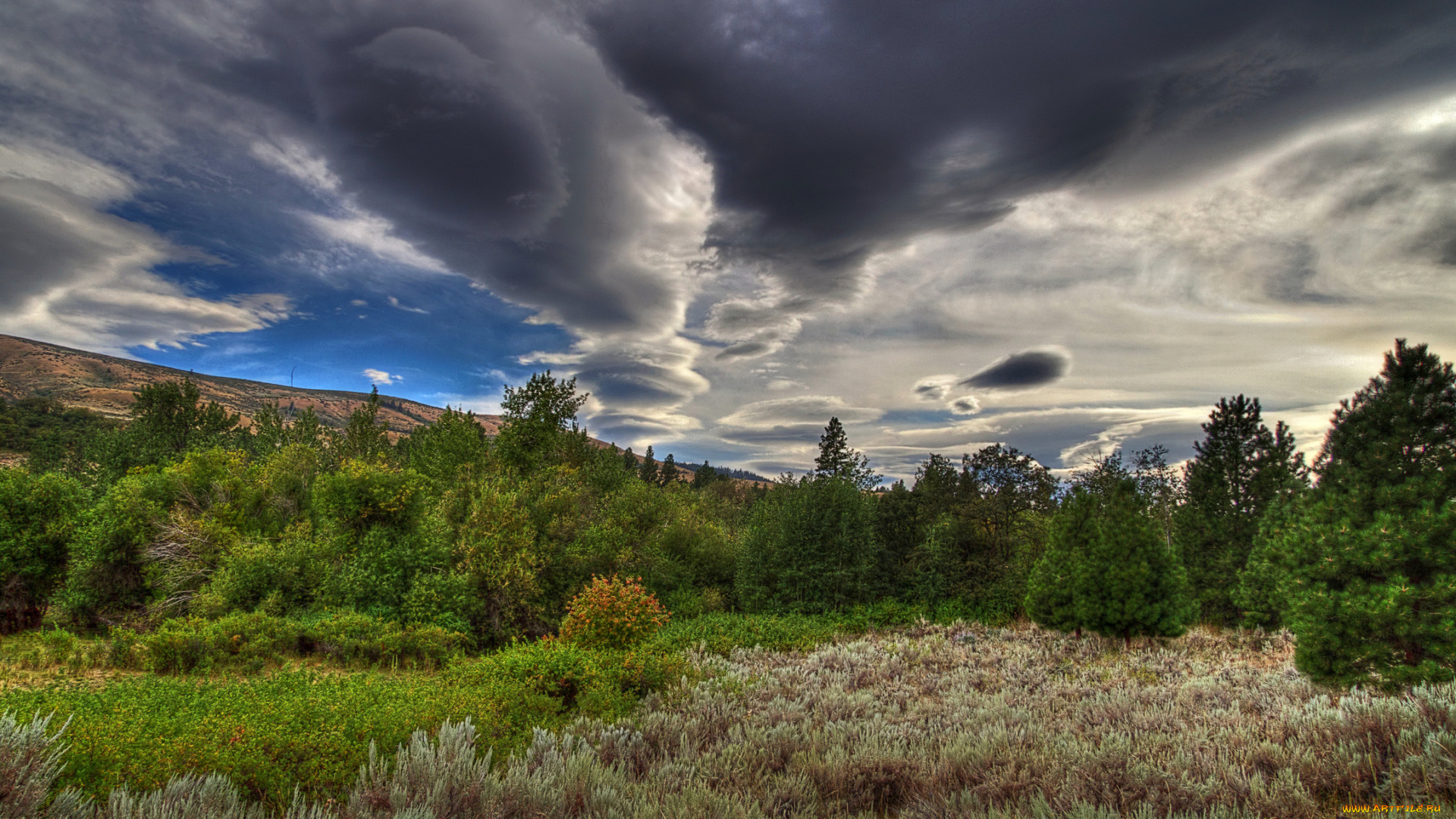 природа, деревья, облака