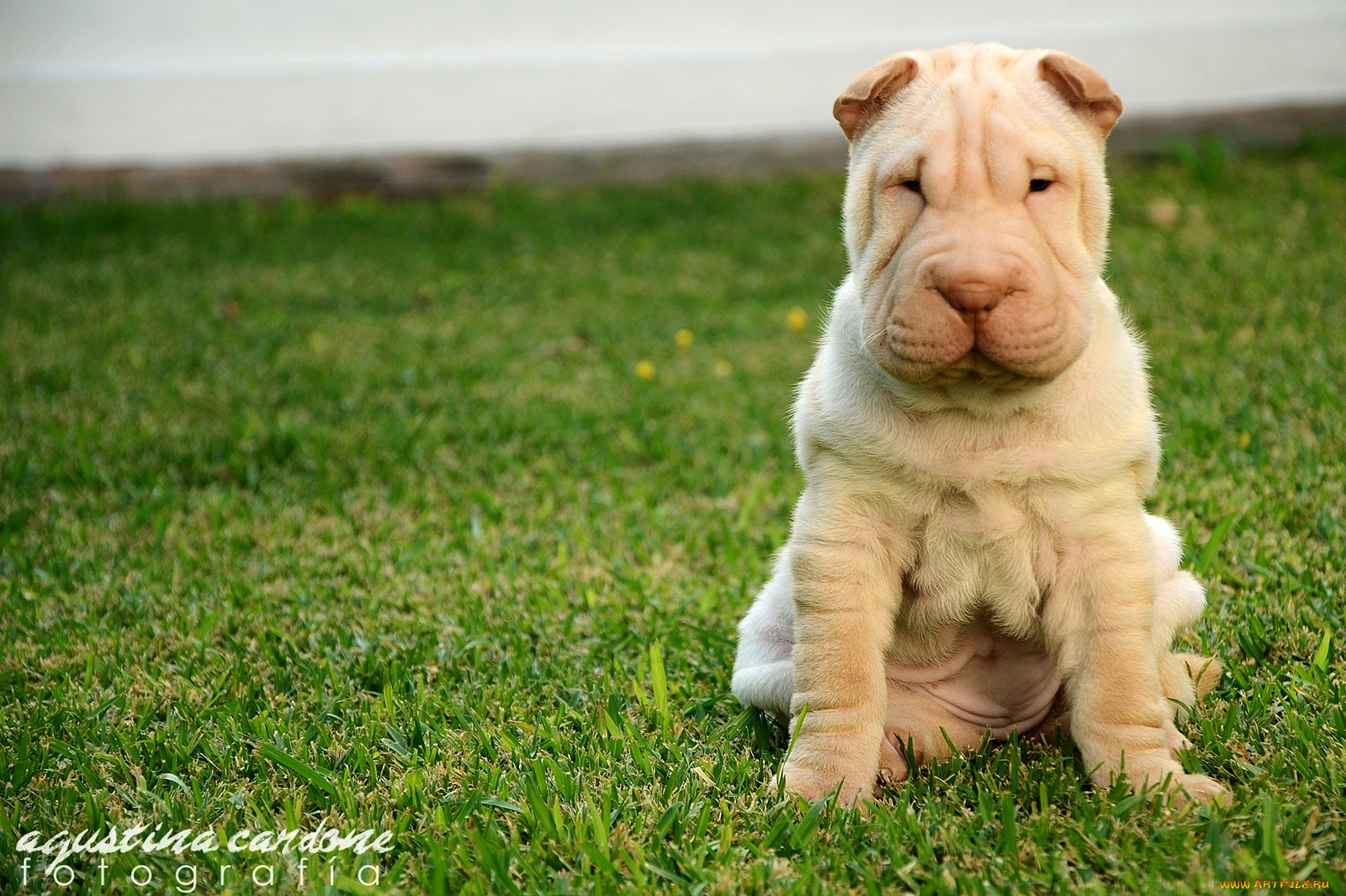 животные, собаки, шарпей, щенок