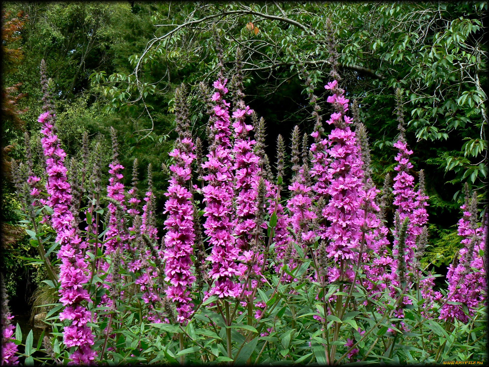 цветы, луговые, полевые, лето