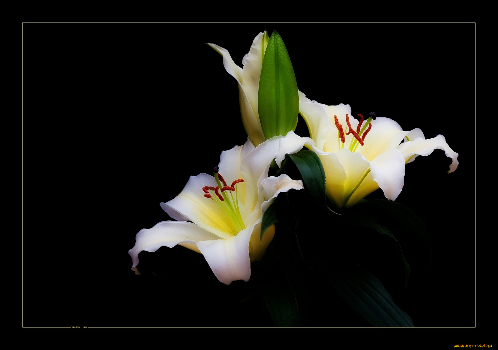 цветы, лилии, лилейники