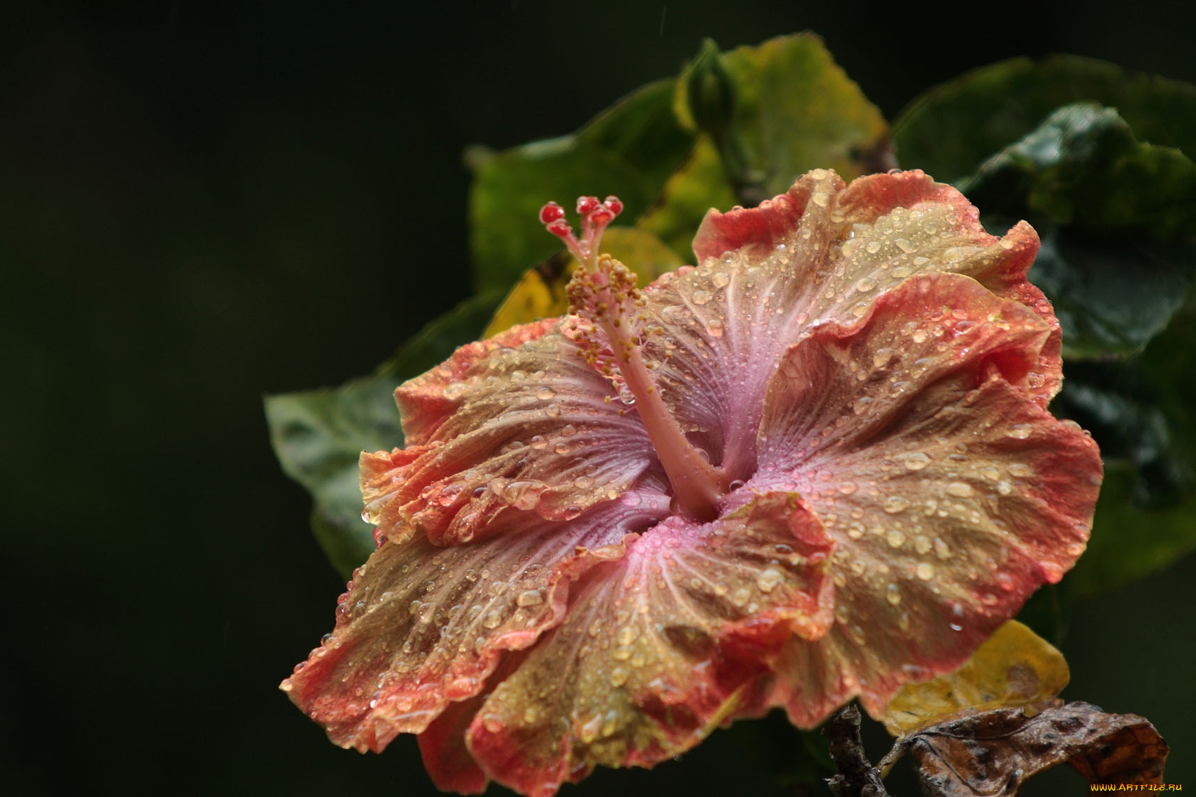 цветы, гибискусы, оранжевый, капли