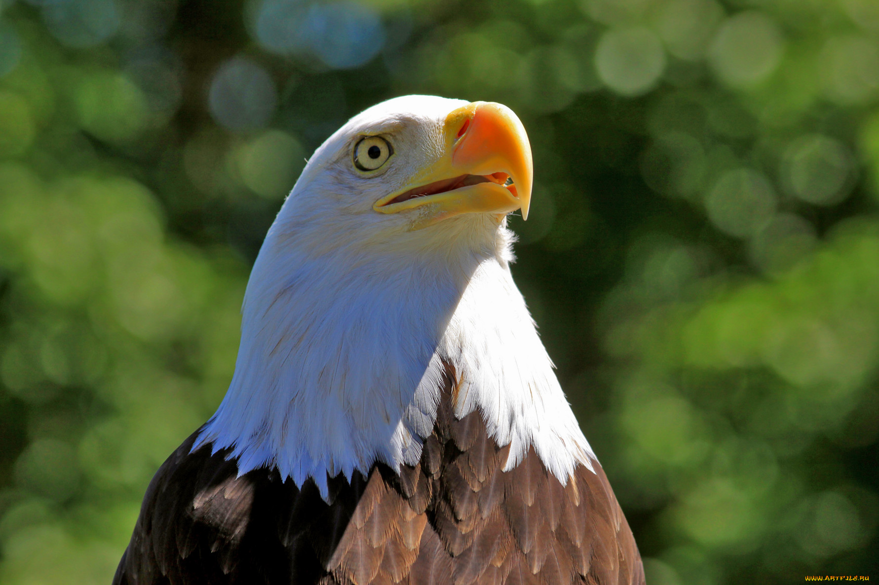 животные, птицы, хищники, орел