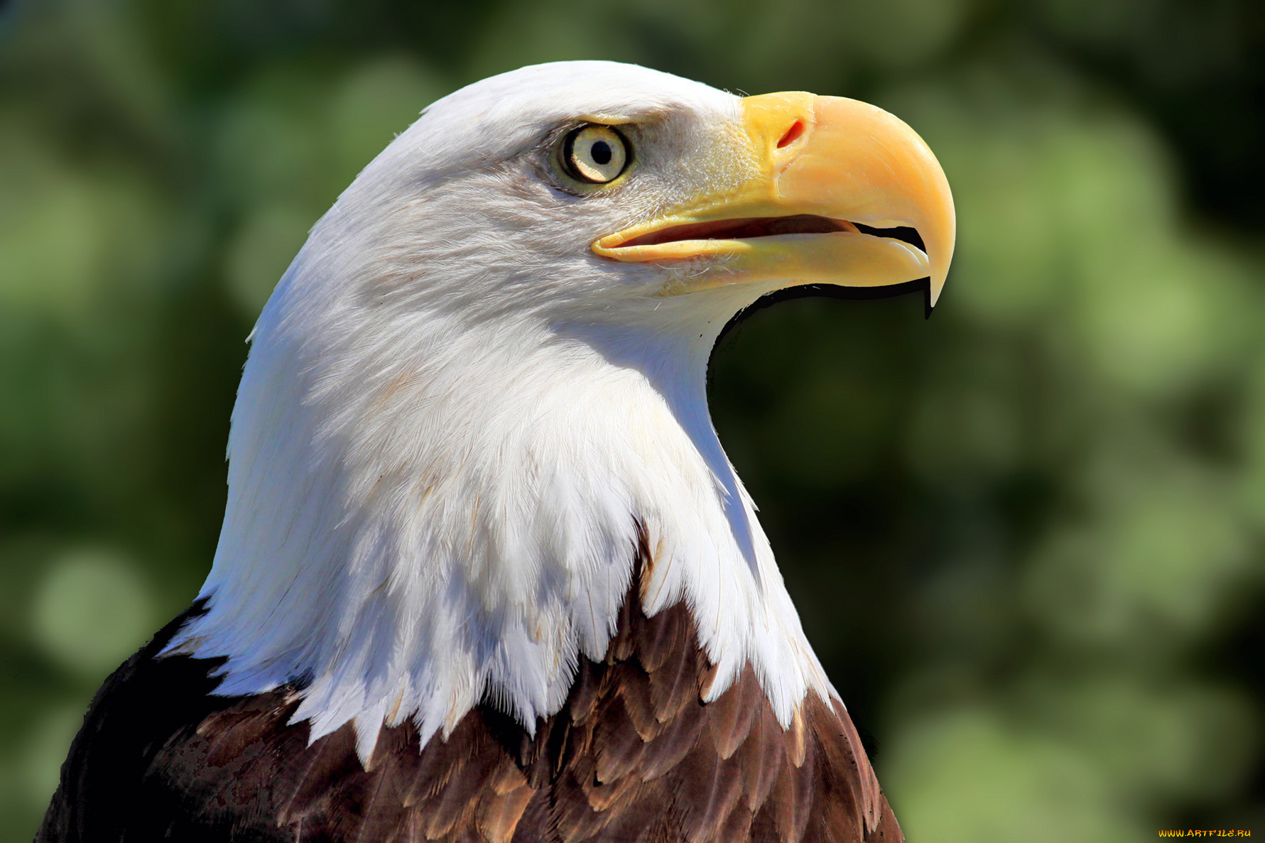 животные, птицы, хищники, орел