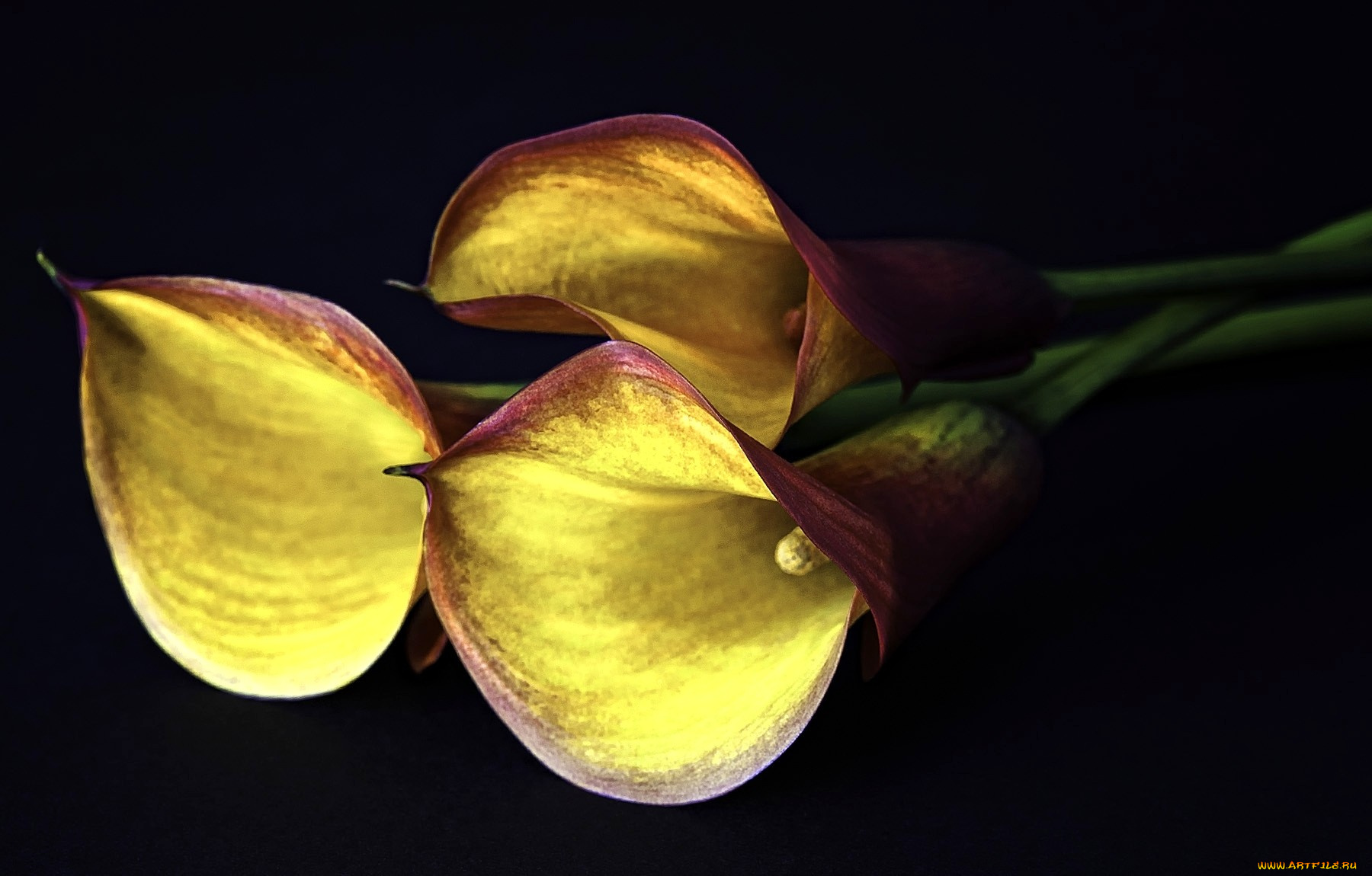 цветы, каллы, желтый