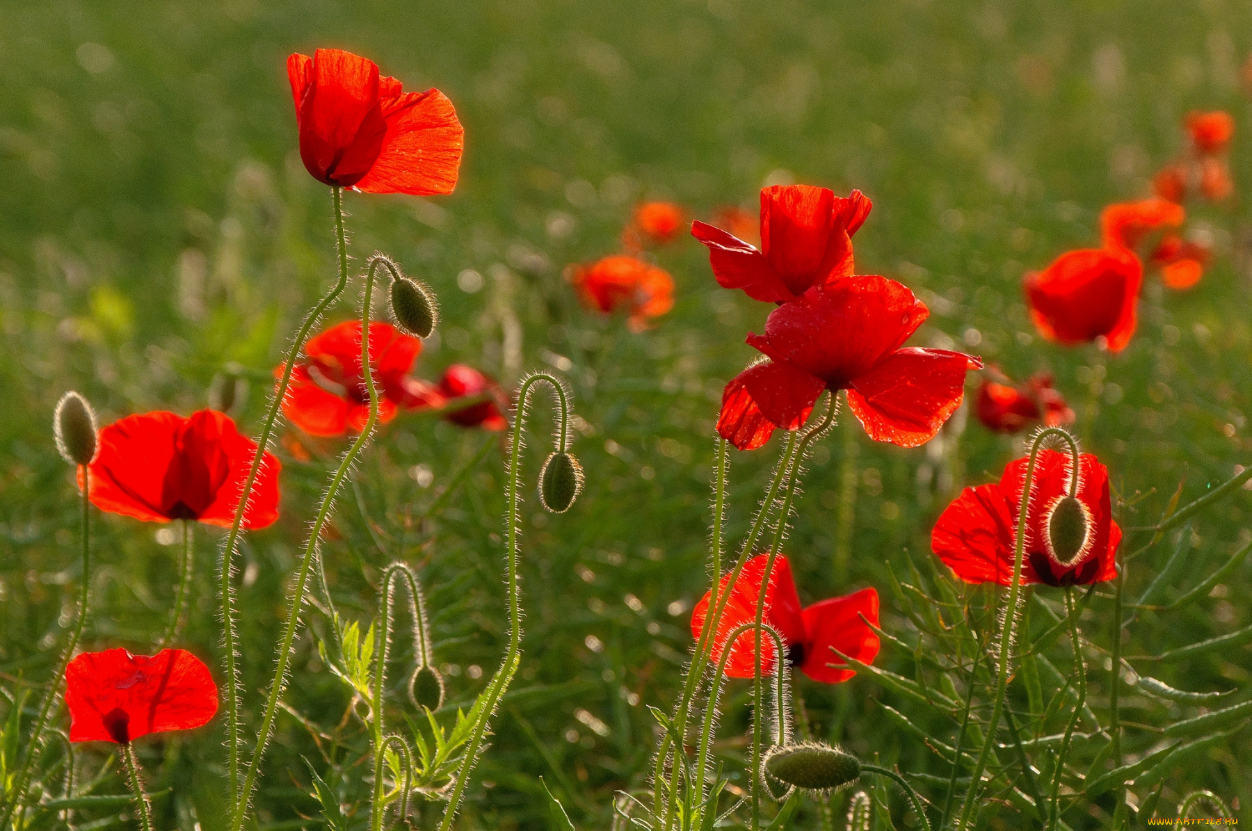 цветы, маки, красный