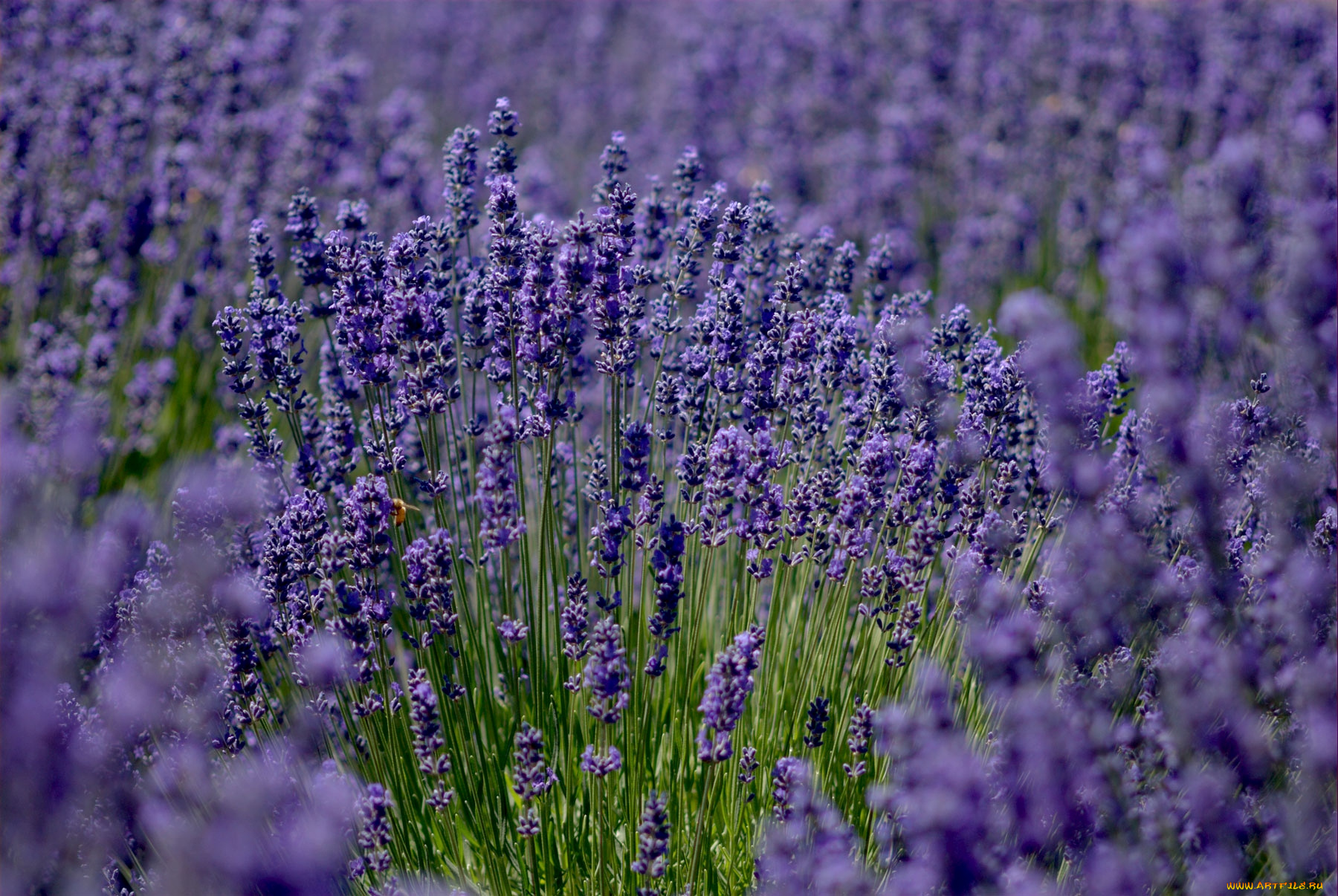 цветы, лаванда, фиолетовый